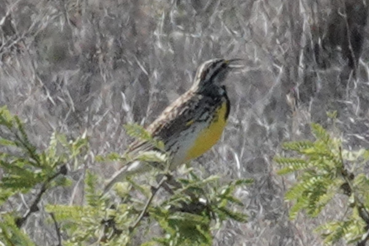 Chihuahuan Meadowlark - Gilbert Bouchard