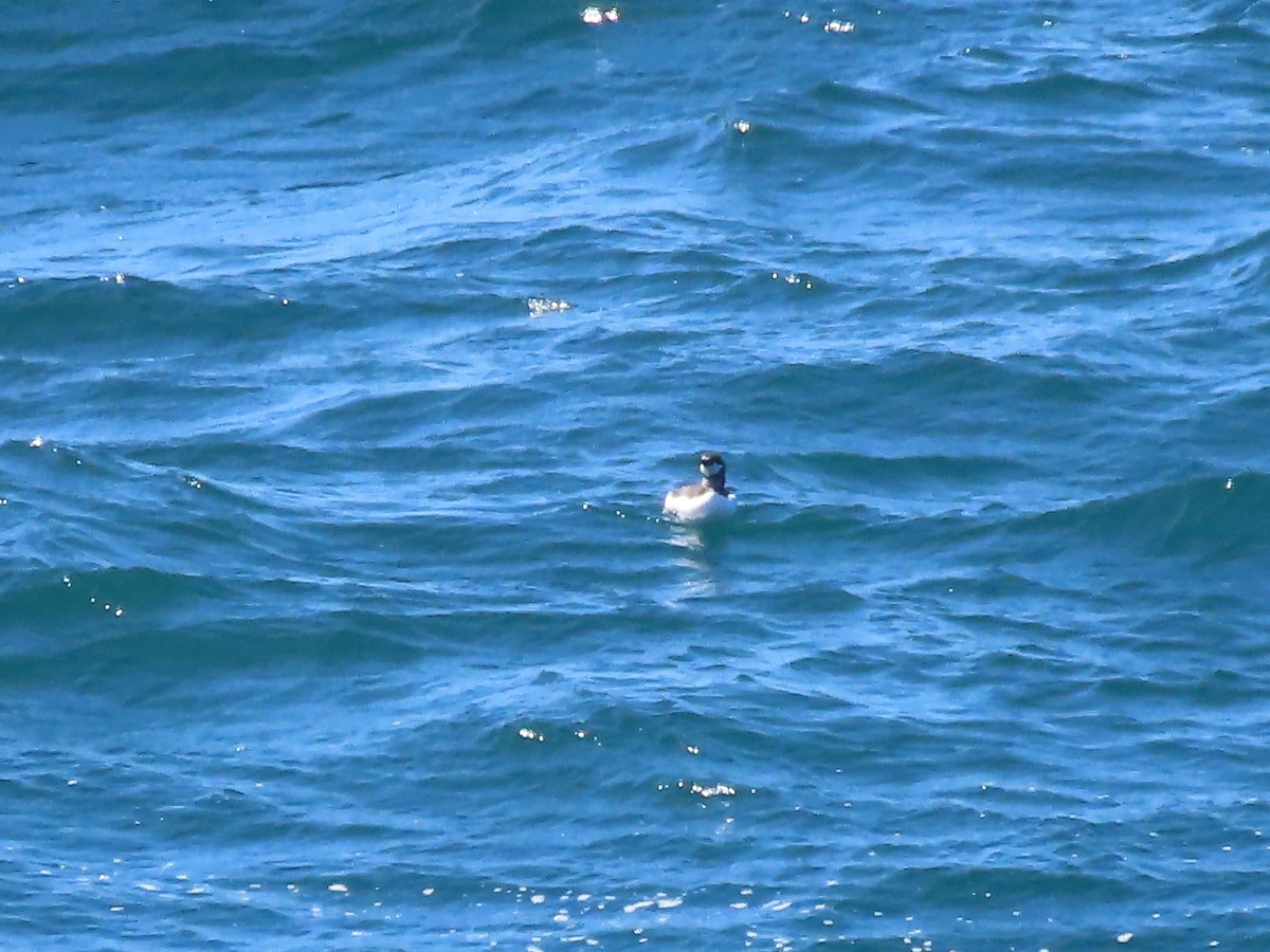 Common Murre - Tina Tan