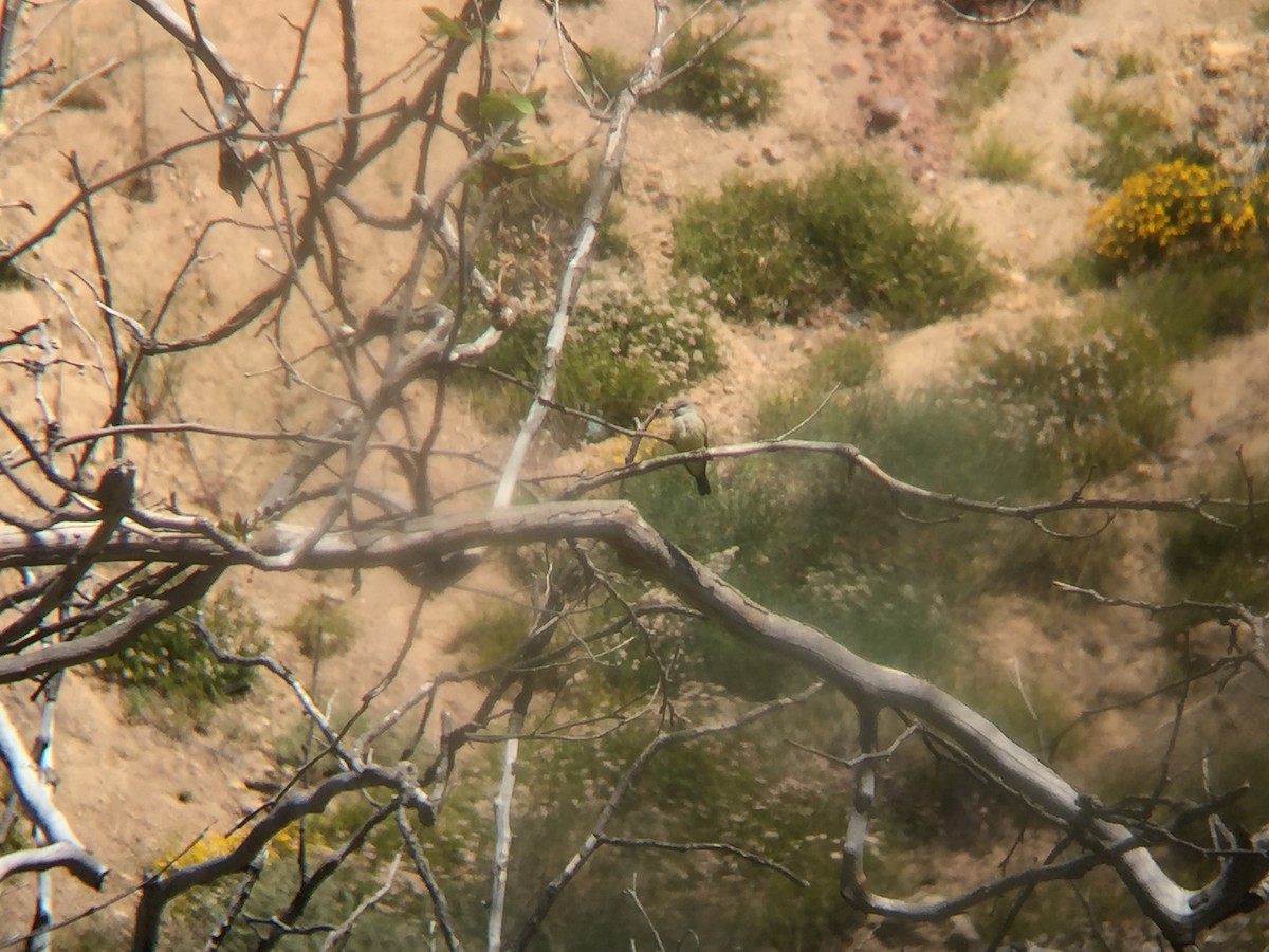 Western Kingbird - Álvaro San José