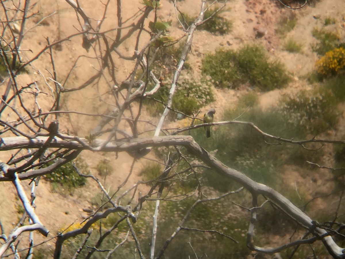 Western Kingbird - ML619427750