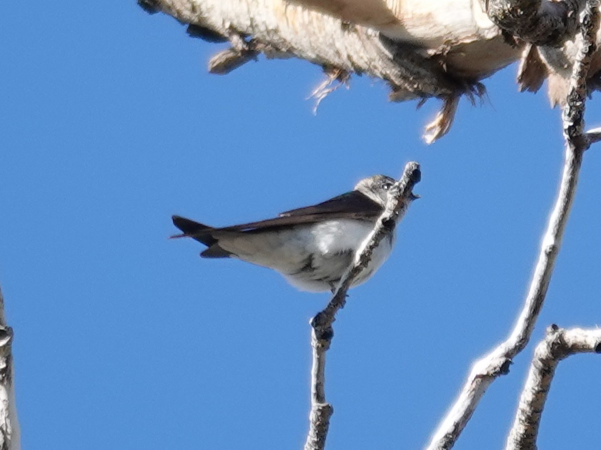 Hirondelle à face blanche - ML619427752