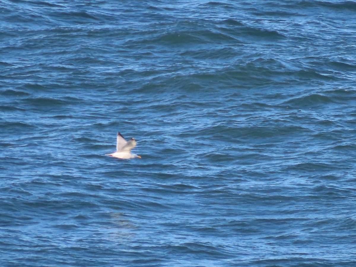 American Herring Gull - ML619427764