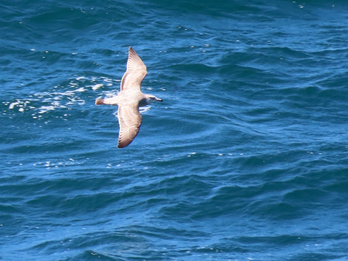 American Herring Gull - ML619427765
