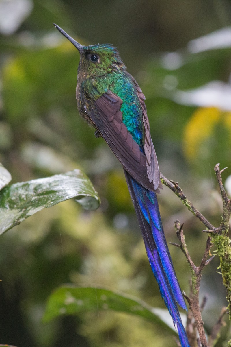 Violet-tailed Sylph - Nancy Davis