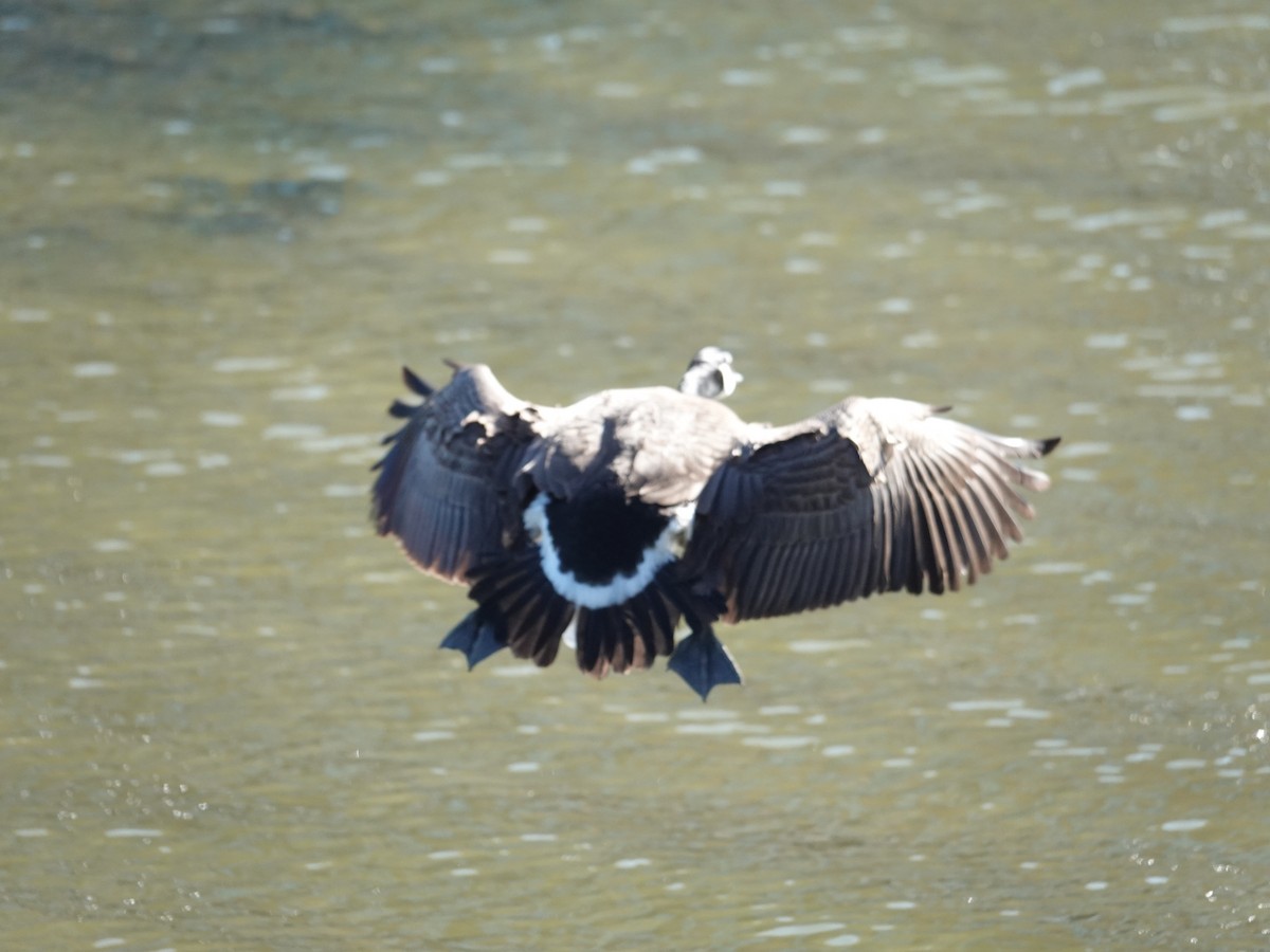 Canada Goose - Claudio  Crespo