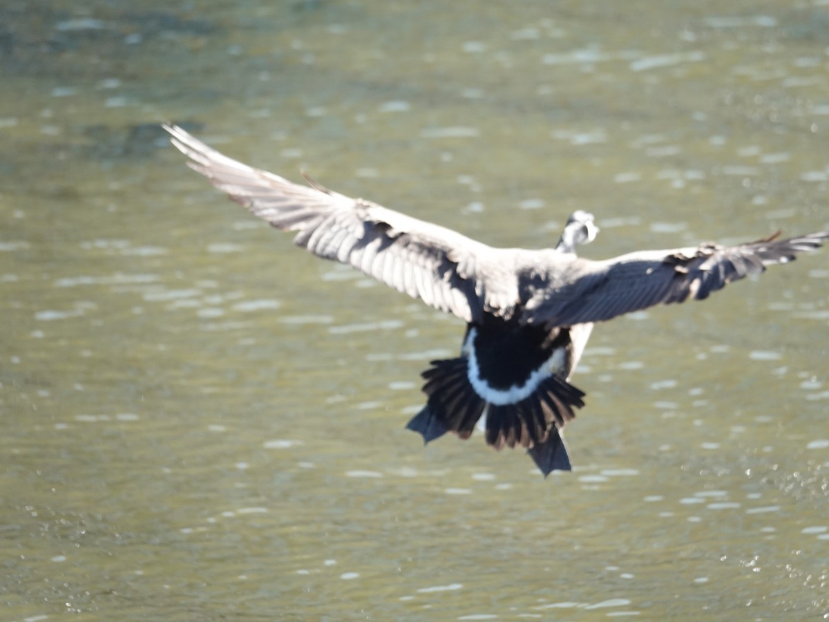 Canada Goose - Claudio  Crespo