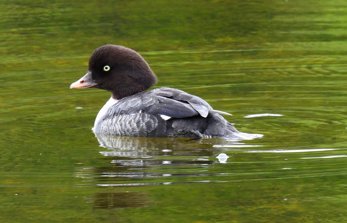 Barrow's Goldeneye - Scott Thomson