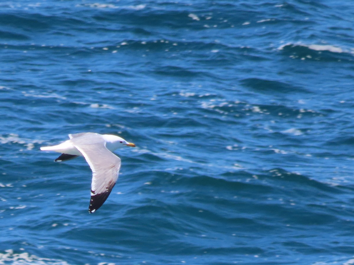 Gaviota Californiana - ML619427781