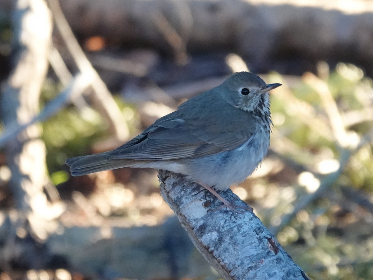 Hermit Thrush - ML619427785