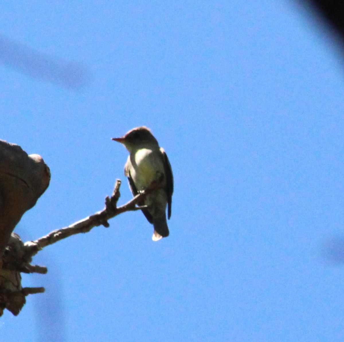 Western Wood-Pewee - Marsha Painter