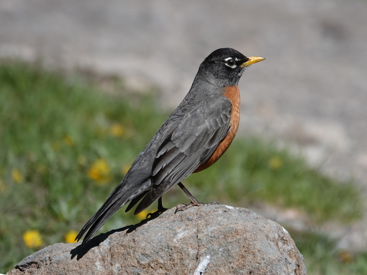 American Robin - Barry Reed