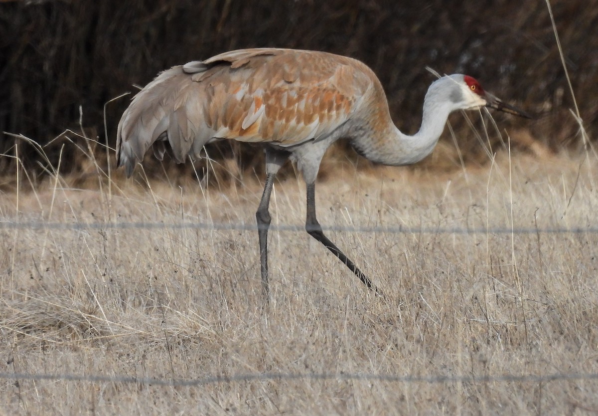 Sandhill Crane - Sara Gravatt-Wimsatt