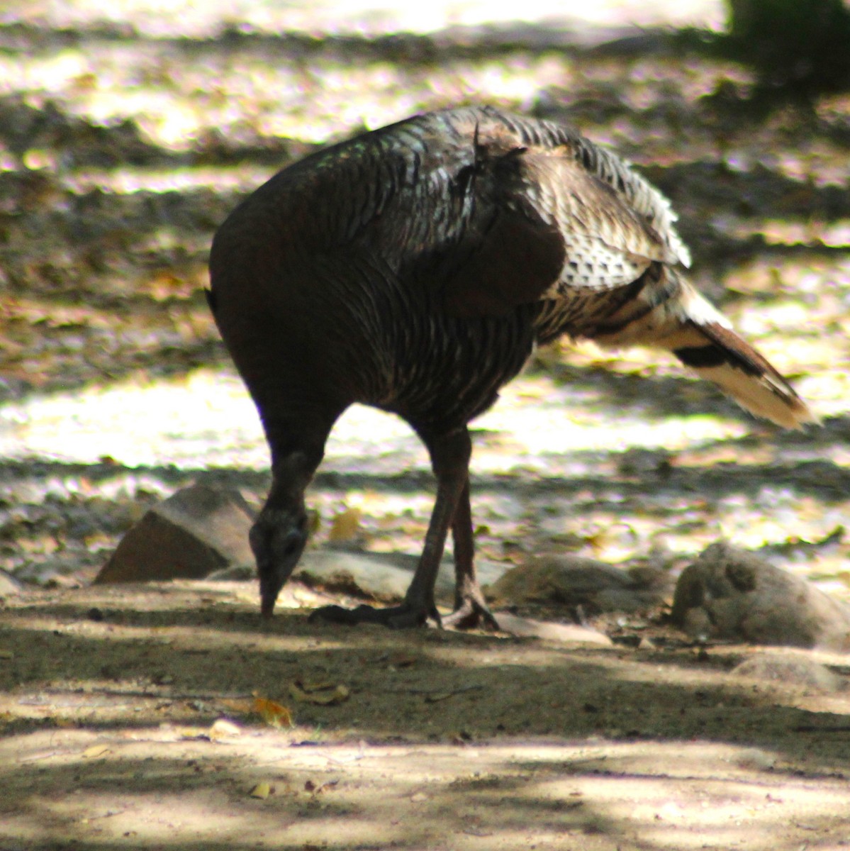 Wild Turkey - Marsha Painter