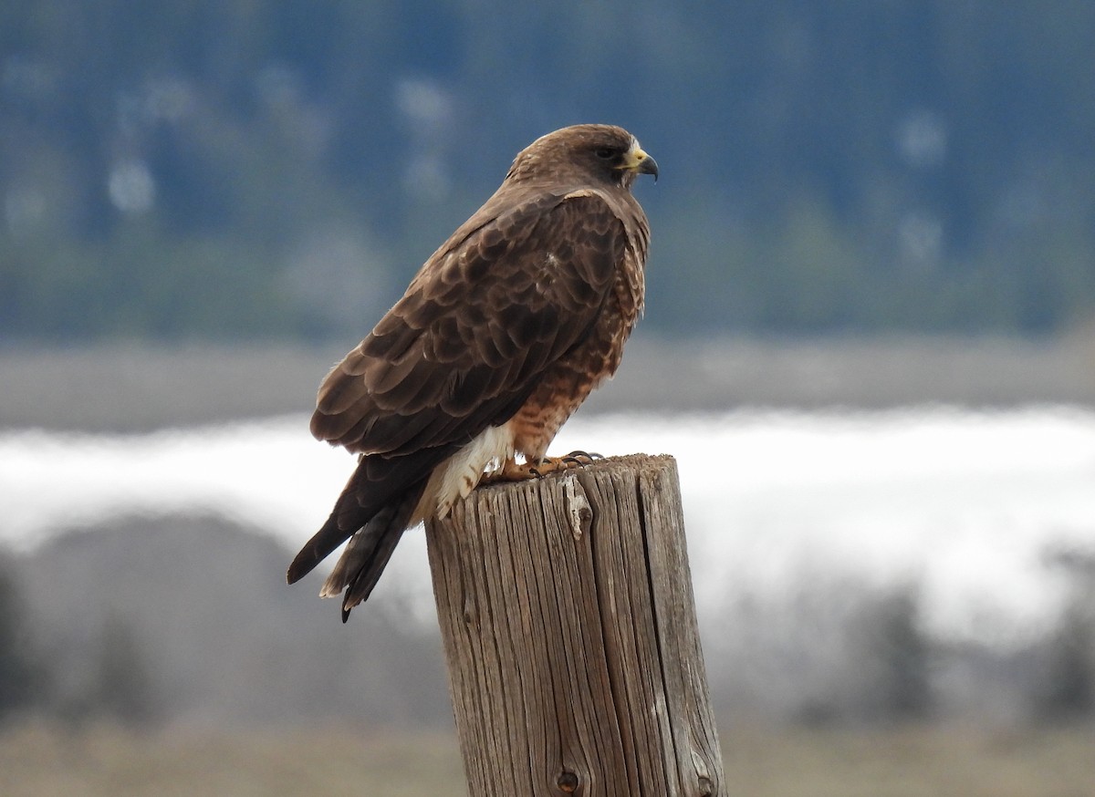 Swainson's Hawk - Sara Gravatt-Wimsatt