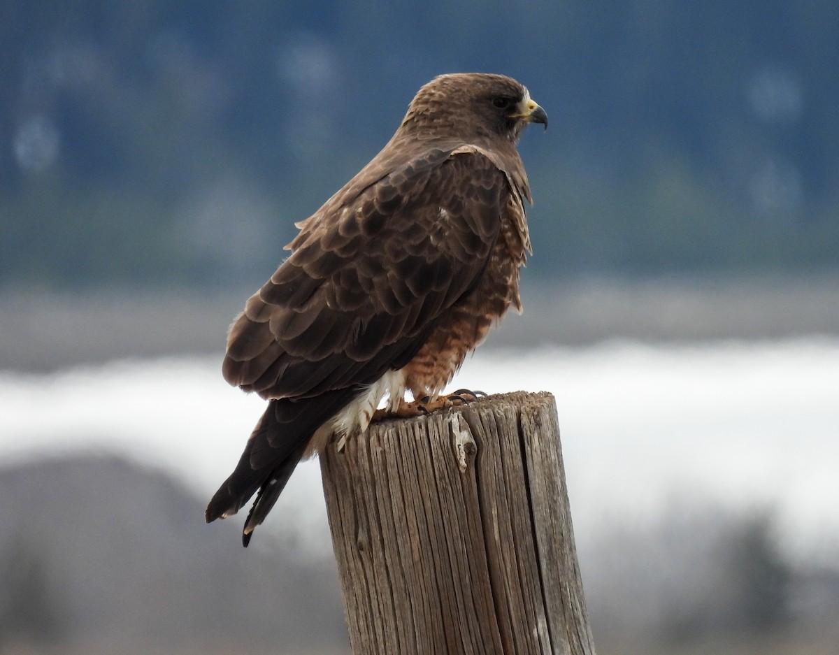 Swainson's Hawk - Sara Gravatt-Wimsatt