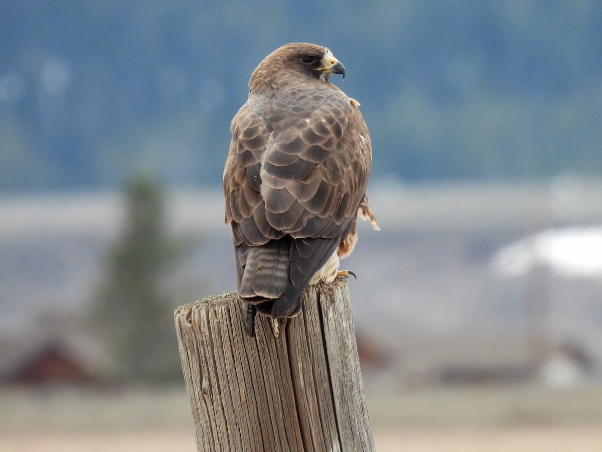 Swainson's Hawk - Sara Gravatt-Wimsatt