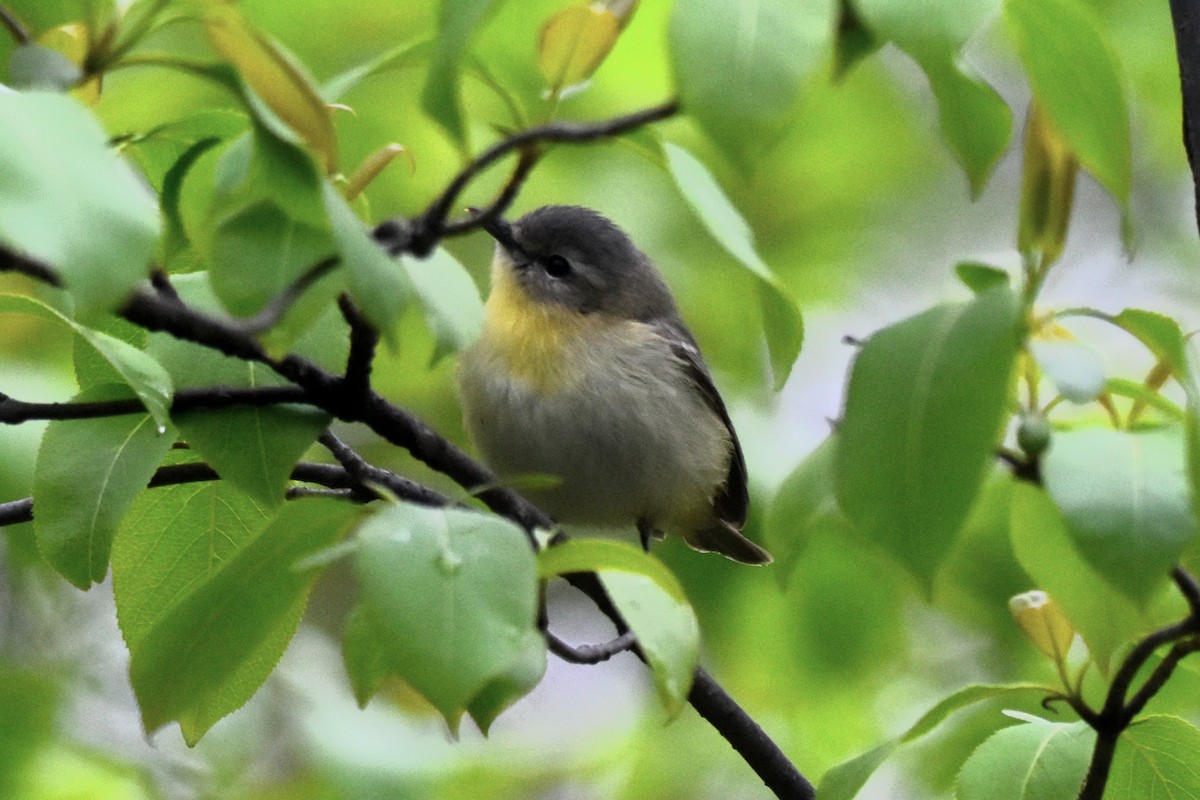 Philadelphia Vireo - Lee Adam