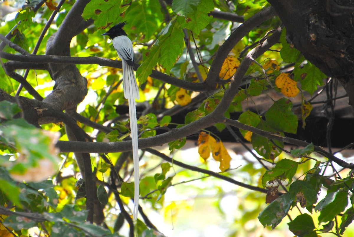 Indian Paradise-Flycatcher - Alyssa DeRubeis