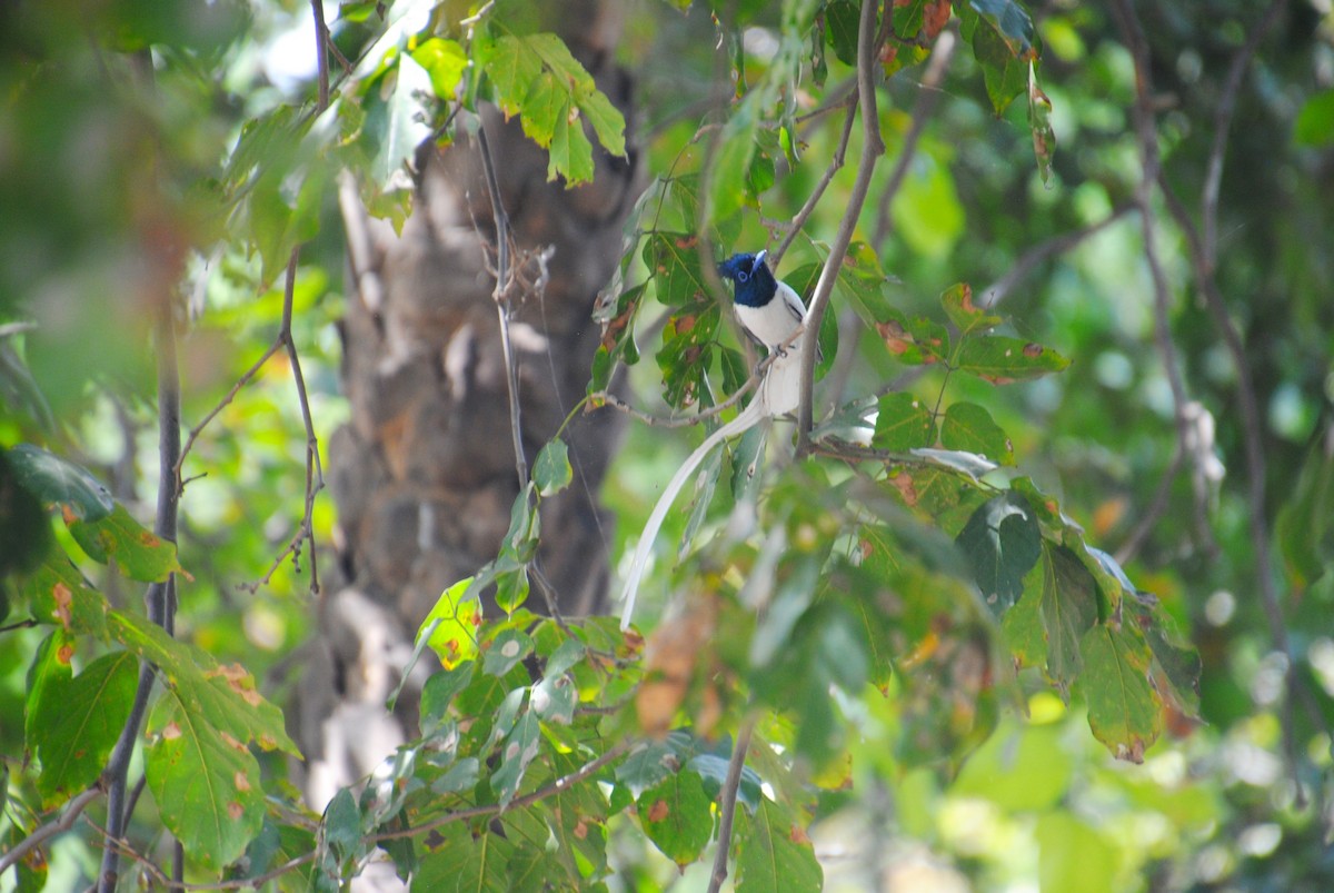 Indian Paradise-Flycatcher - Alyssa DeRubeis