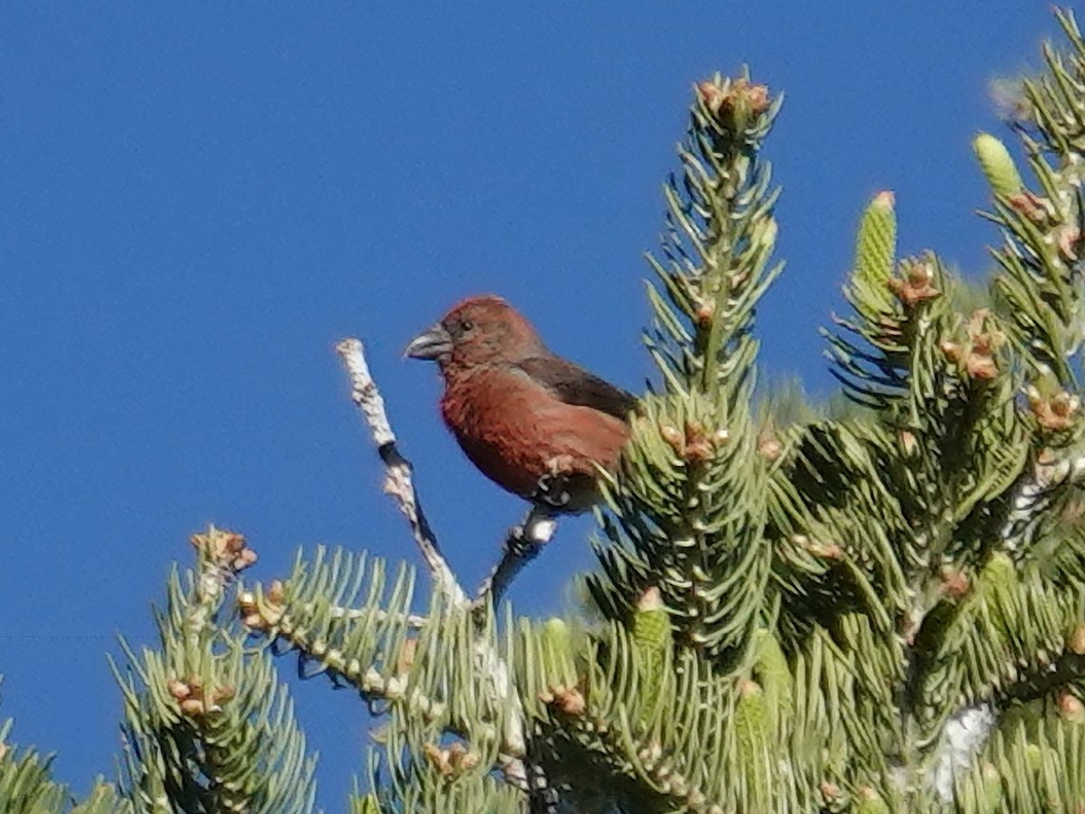 Red Crossbill - Barry Reed
