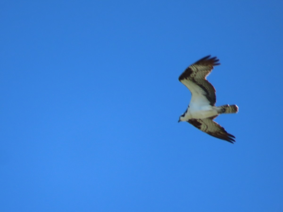 Águila Pescadora - ML619427825