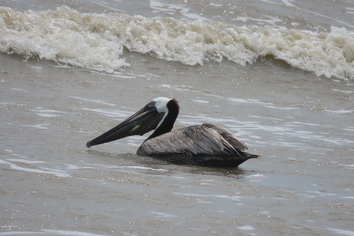 Brown Pelican - David Brinkman