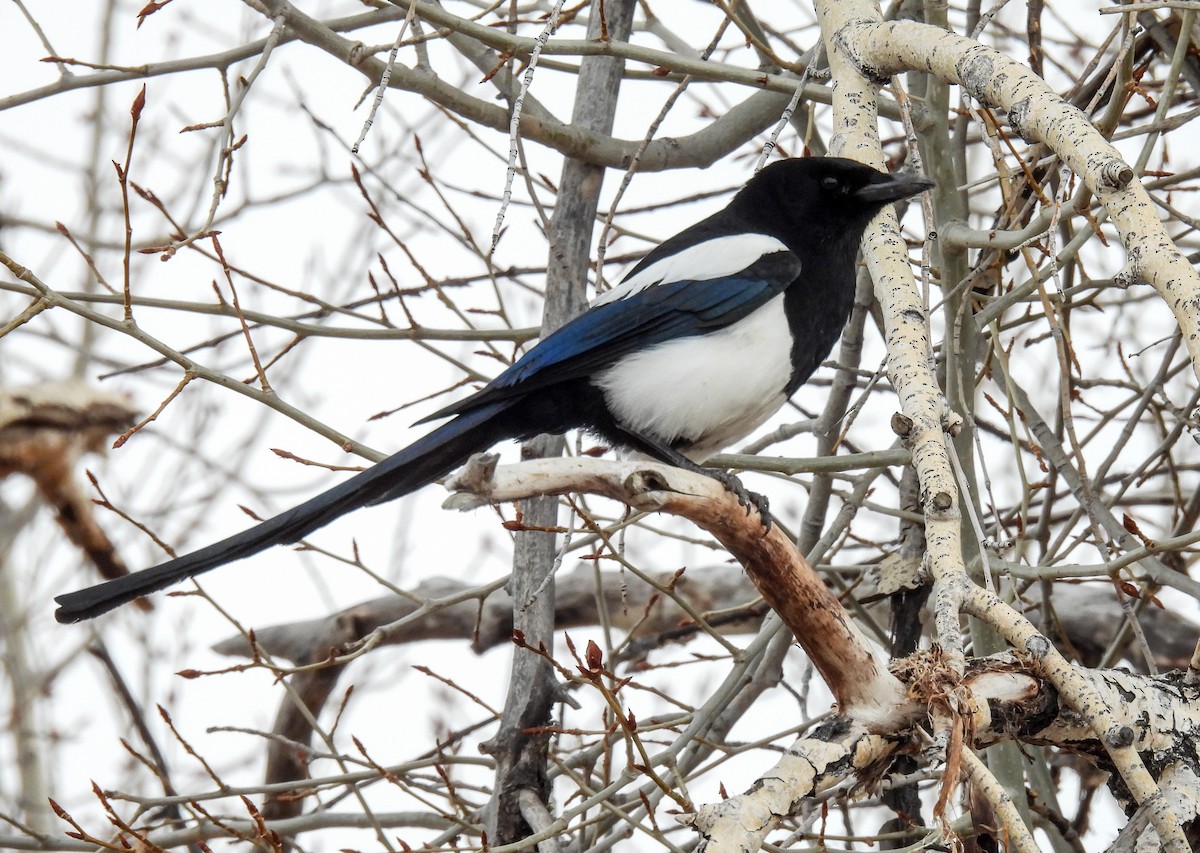 Black-billed Magpie - Sara Gravatt-Wimsatt