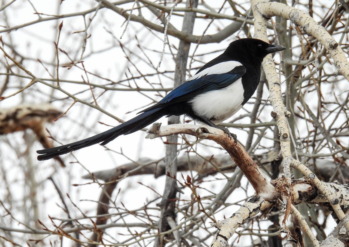 Black-billed Magpie - Sara Gravatt-Wimsatt