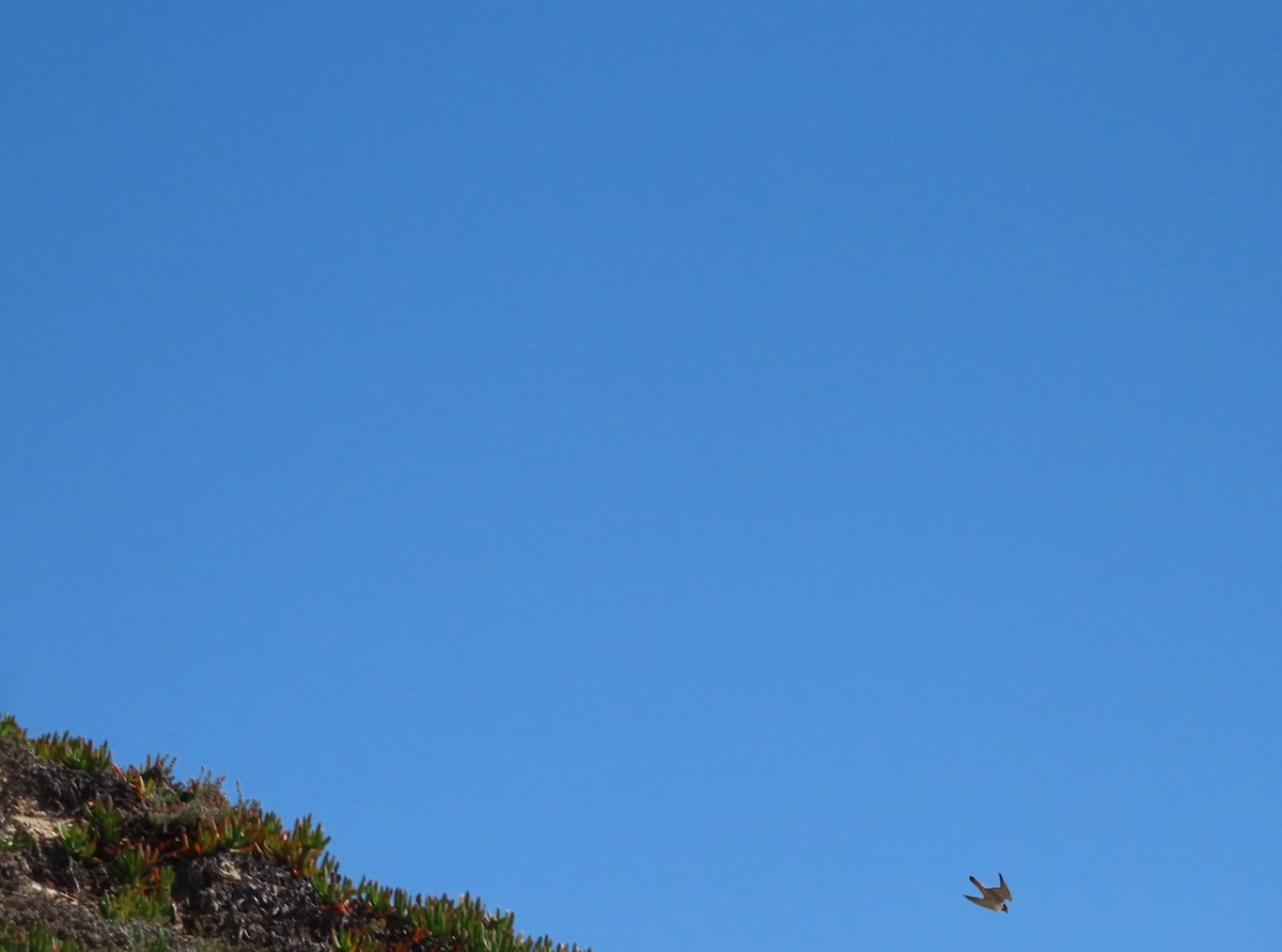 Peregrine Falcon - Tina Tan