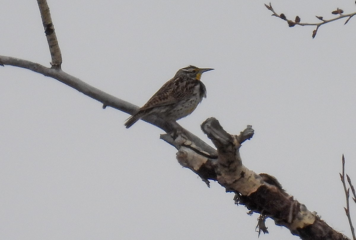 Western Meadowlark - Sara Gravatt-Wimsatt