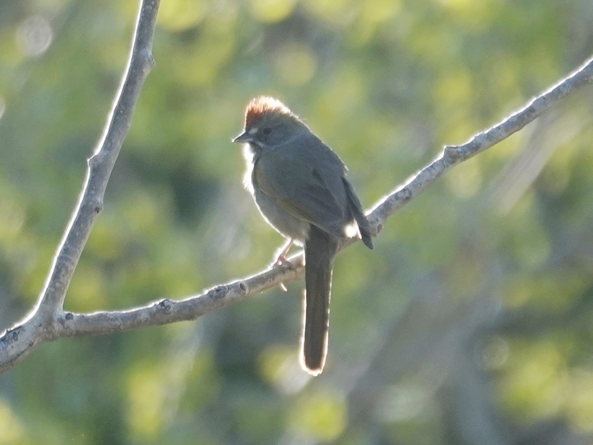 Green-tailed Towhee - Barry Reed
