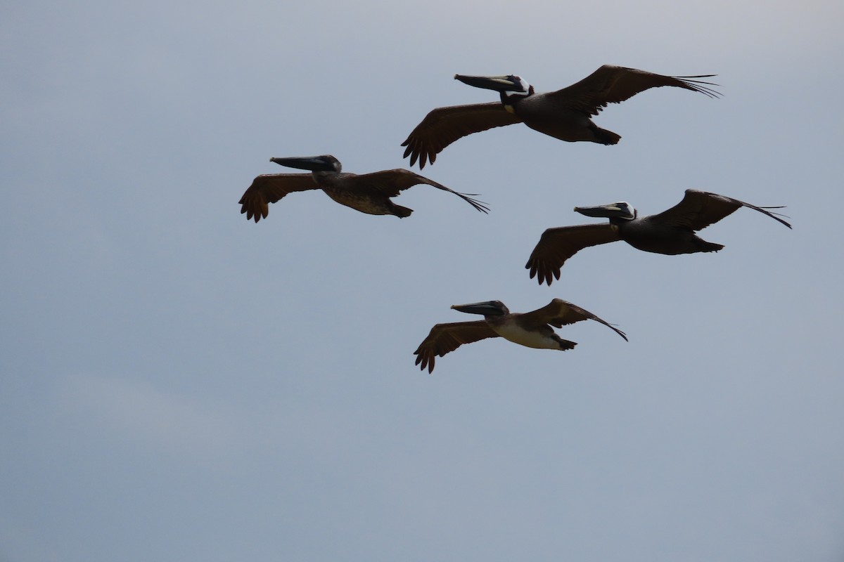 Brown Pelican - David Brinkman