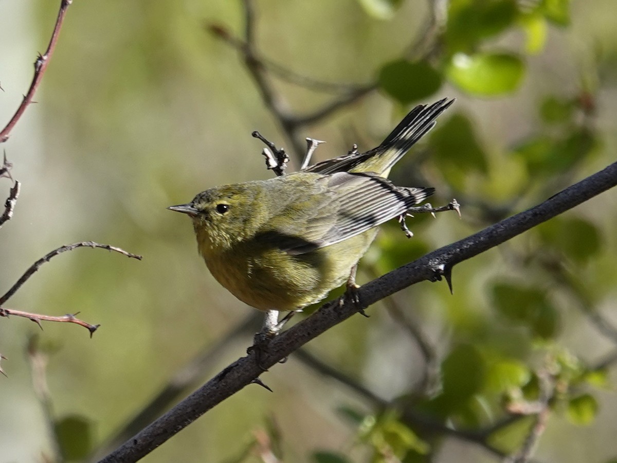 Orange-crowned Warbler - Barry Reed