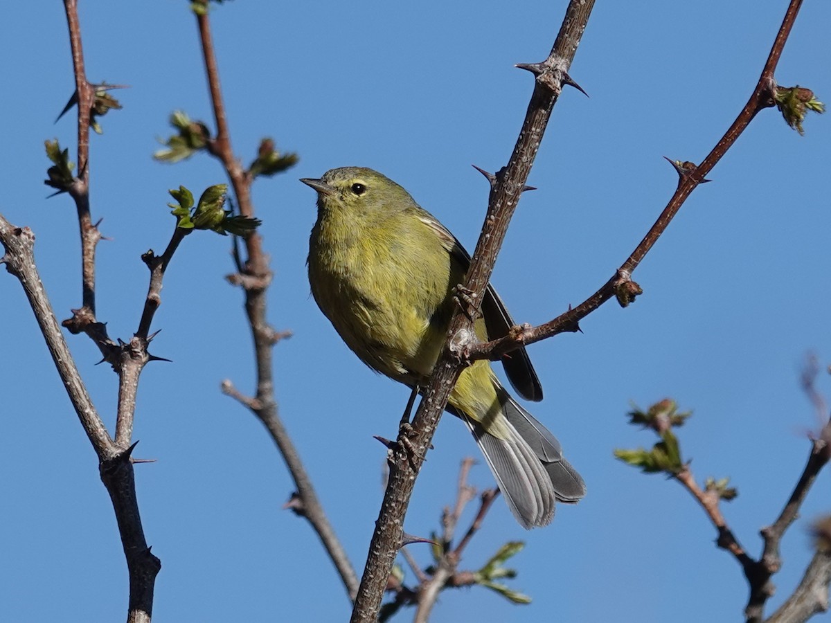 Orange-crowned Warbler - Barry Reed