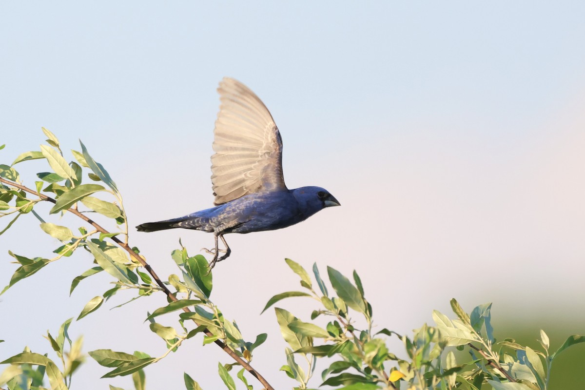 Blue Grosbeak - Andy Dettling