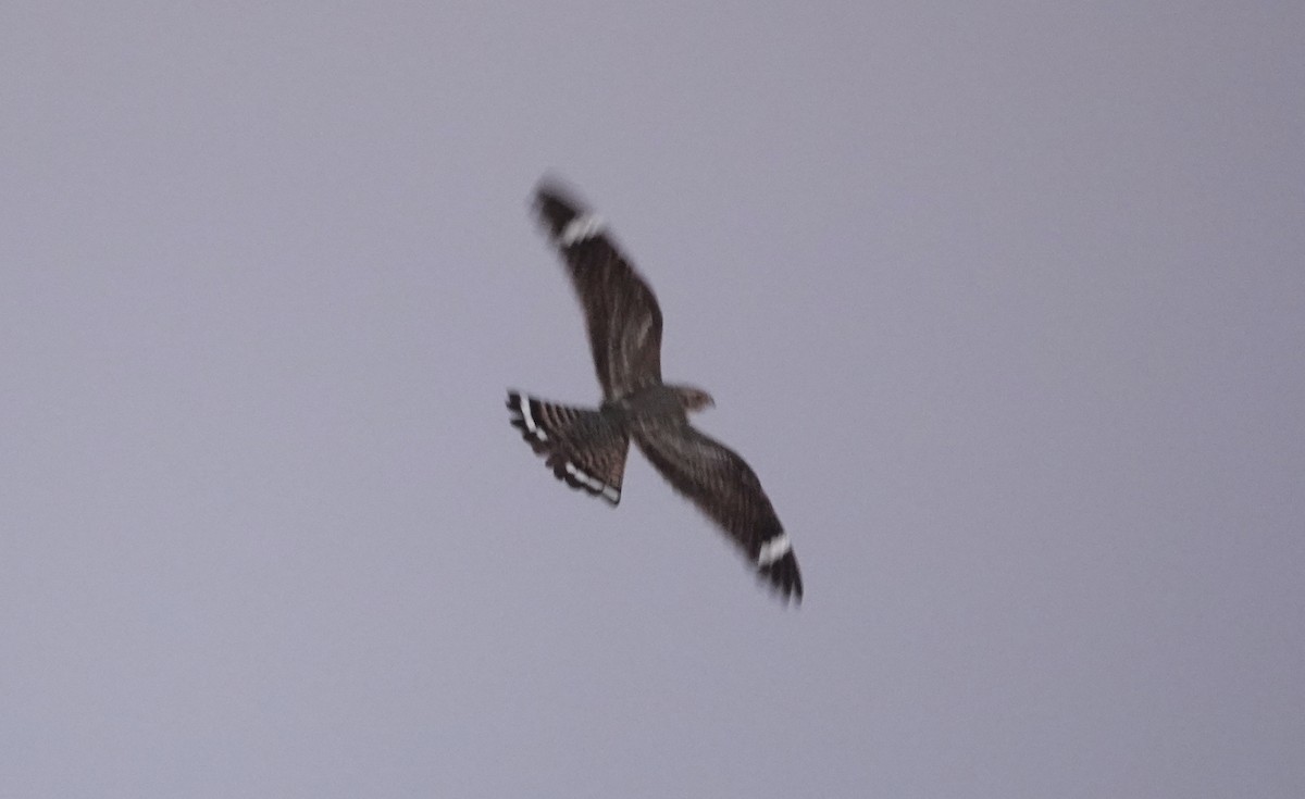 Lesser Nighthawk - David McDonald