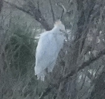 Western Cattle Egret - David McDonald