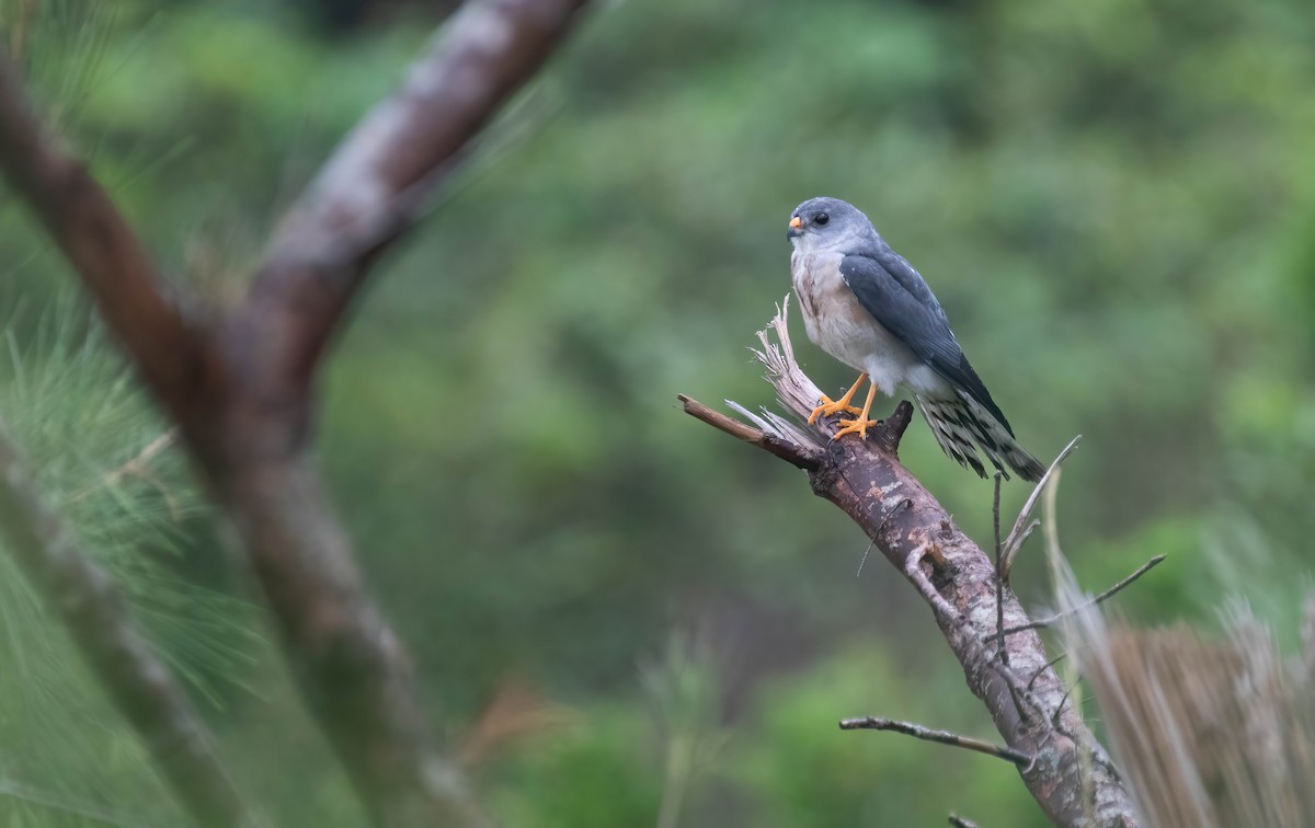 Chinese Sparrowhawk - Po-Wei Chi
