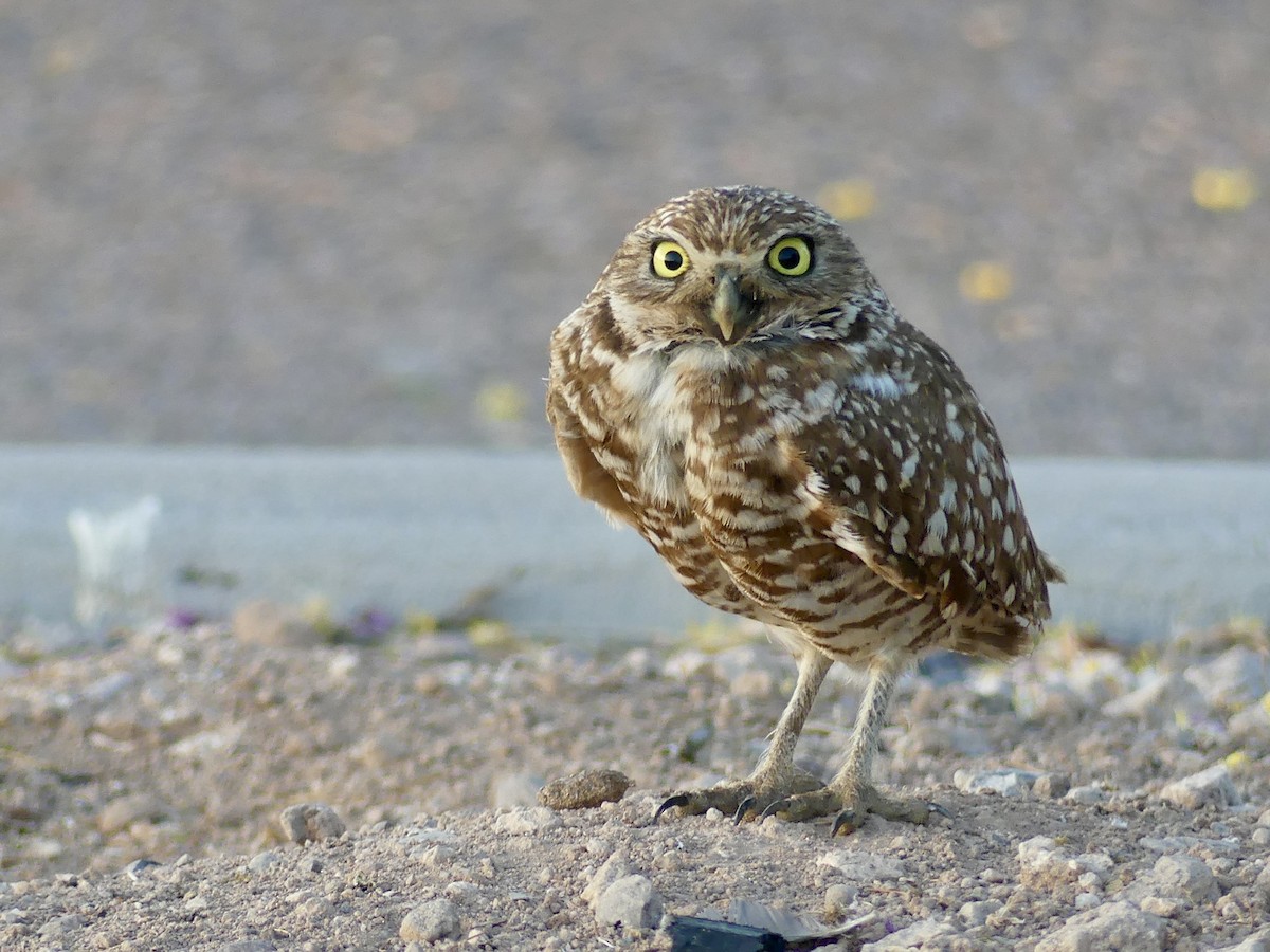 Burrowing Owl - Dennis Wolter