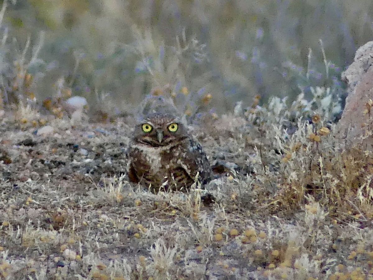 Burrowing Owl - Dennis Wolter