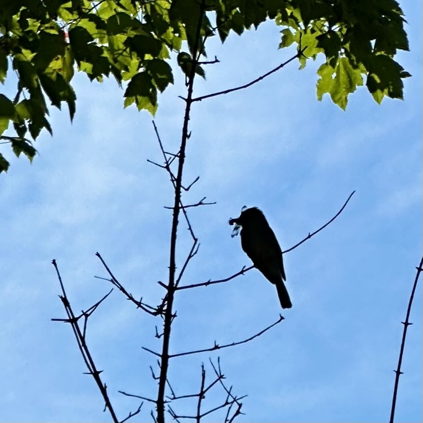 Eastern Kingbird - Jack Gregor