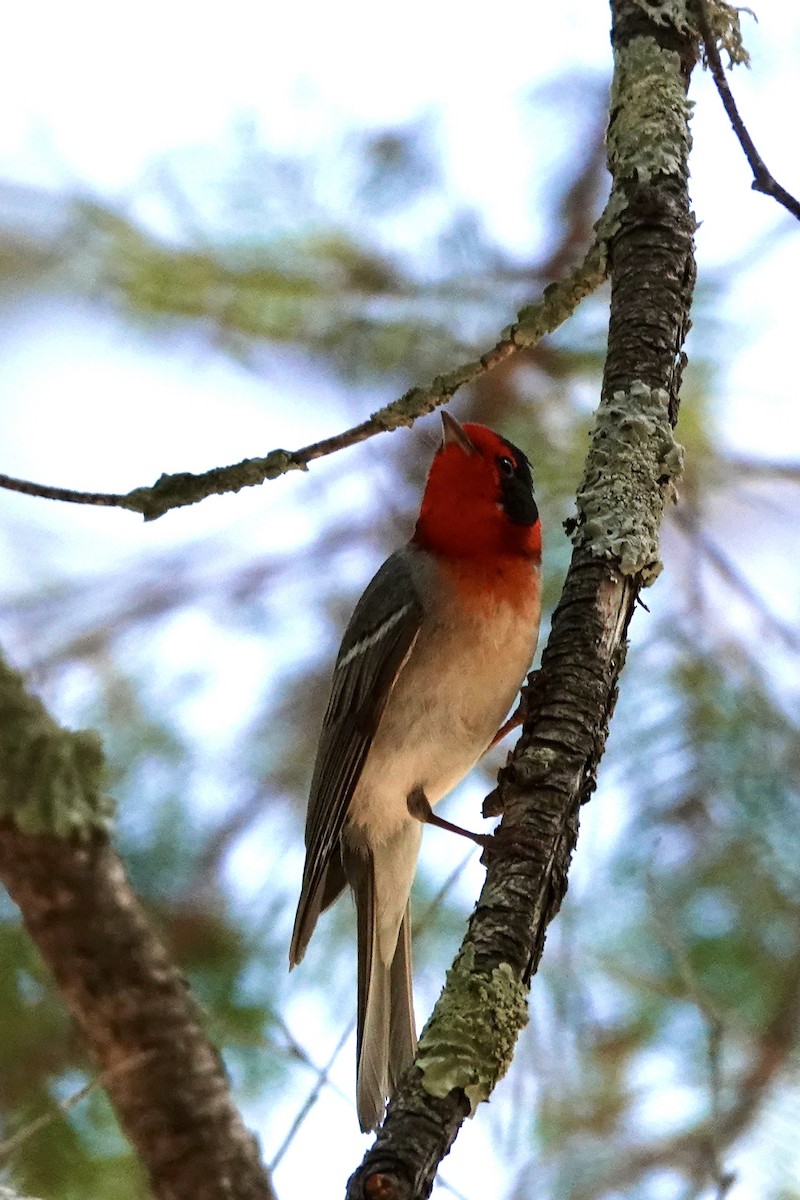 Red-faced Warbler - Gilbert Bouchard
