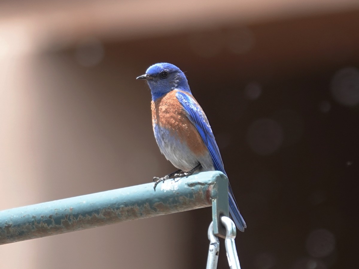 Western Bluebird - Barry Reed