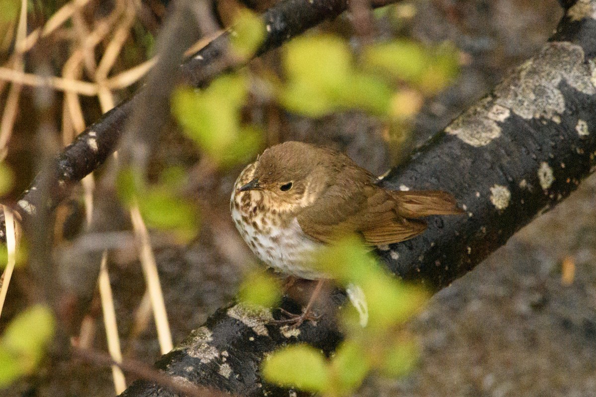 Swainson's Thrush - Jeremiah Fisher