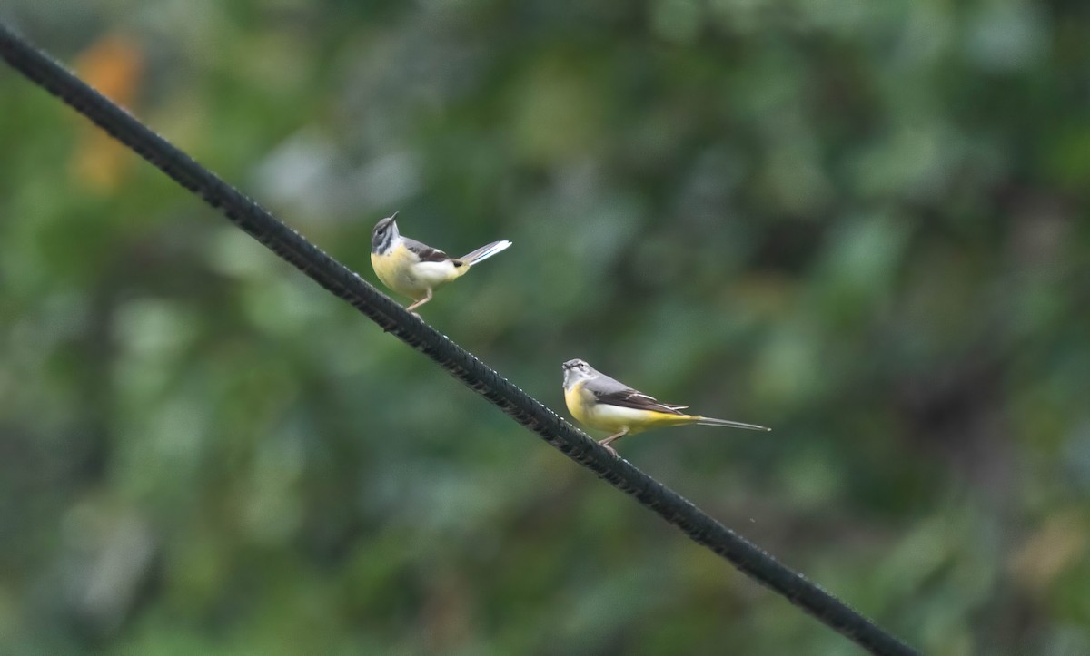 Gray Wagtail - Po-Wei Chi
