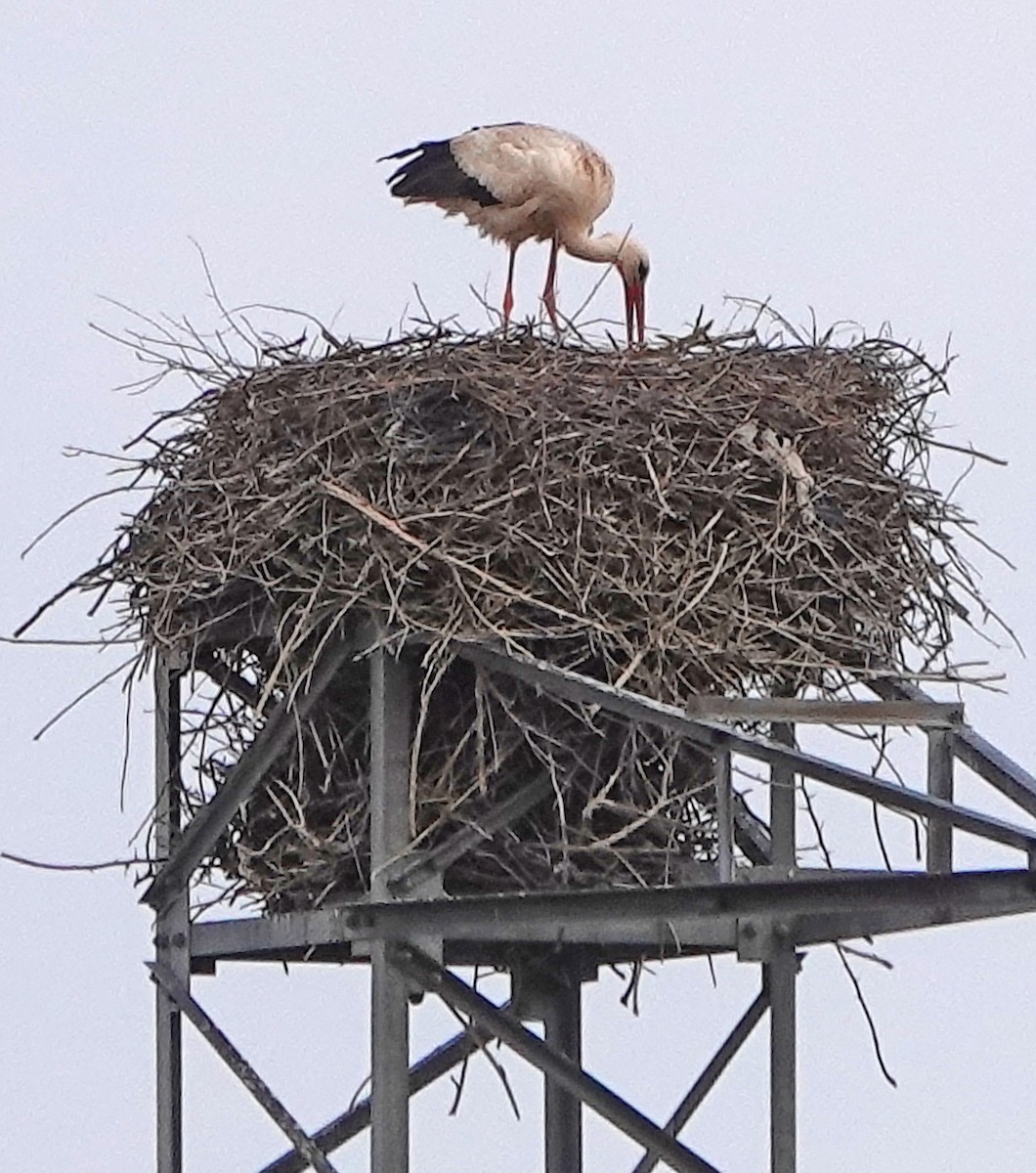 White Stork - Diane Drobka