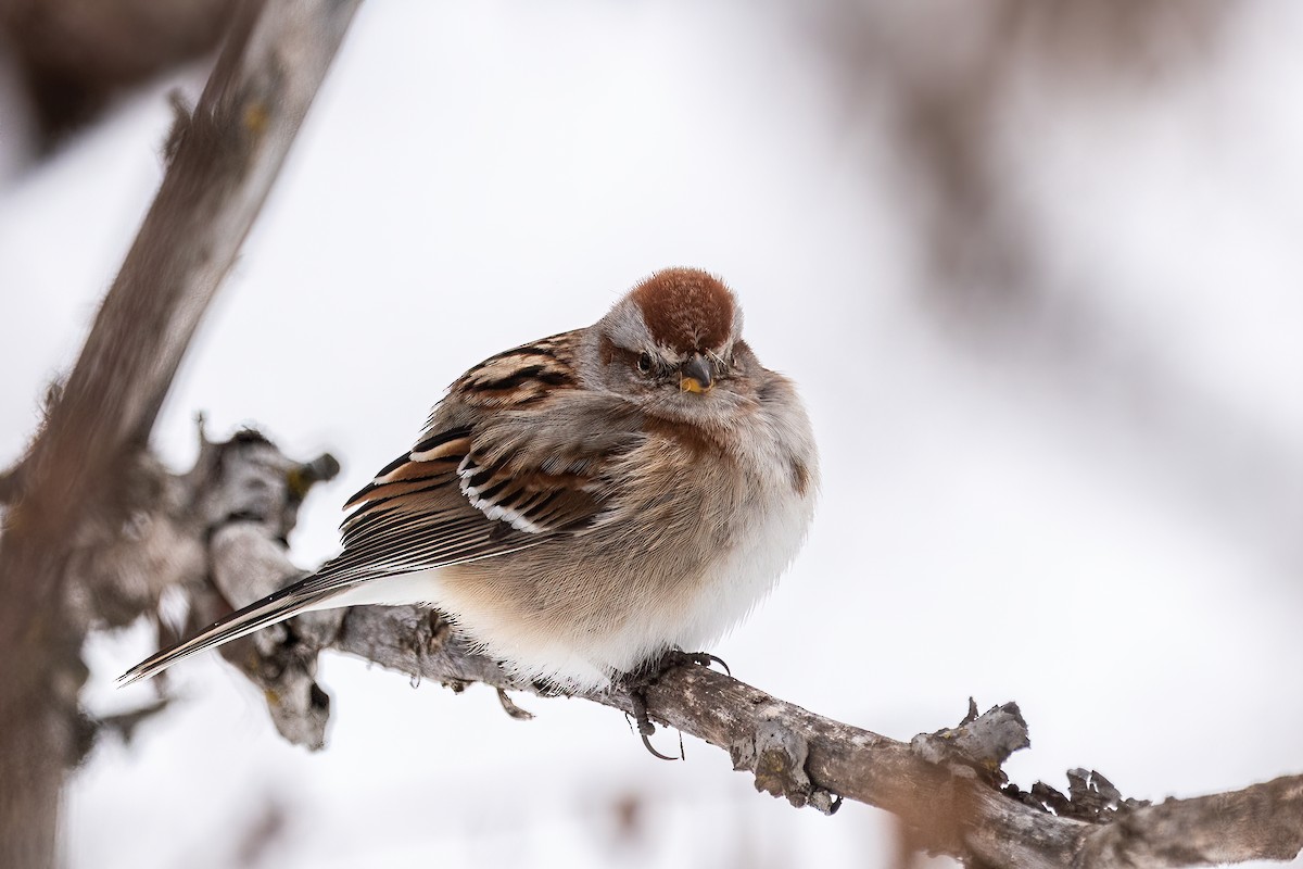 American Tree Sparrow - Marc Boisvert