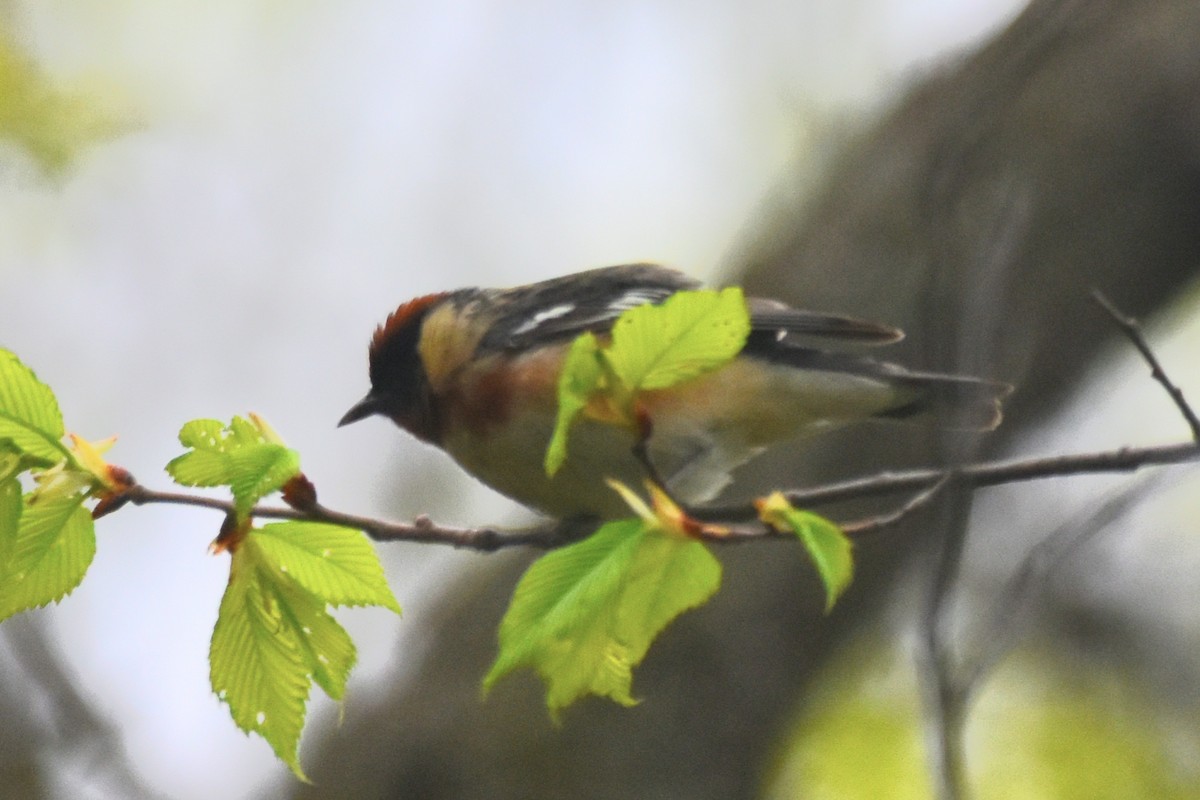 Bay-breasted Warbler - ML619427913