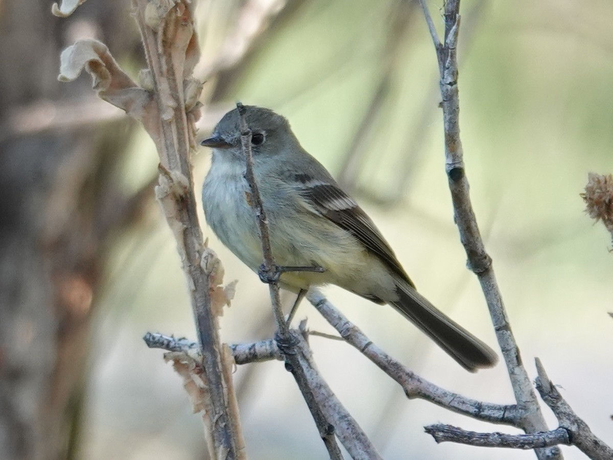 Dusky Flycatcher - Barry Reed