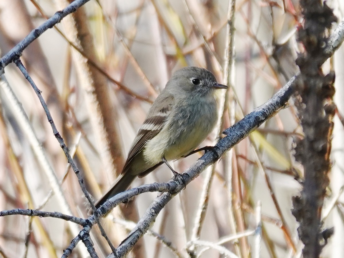 Dusky Flycatcher - Barry Reed